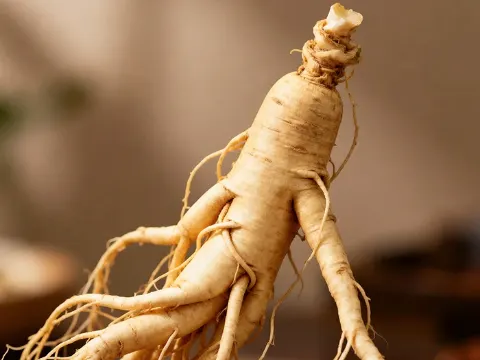Panax ginseng root, an ingredient in Olivaro